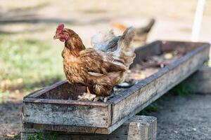 un gallina detrás el alimentador foto