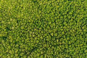 Aerial view Trees in the forest top view aerial rainforest ecosystem And healthy environment concept and background texture of forest view green trees from above text copy spac. photo