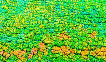 Beautiful multicolored bright chameleon skin, reptile skin pattern texture multicolored close-up as a background. photo