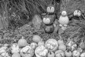 calabazas en el alemán Westfalia foto