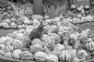 pumpkins in the german westphalia photo