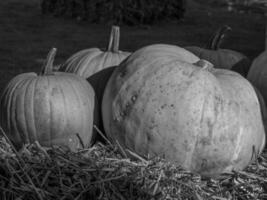 pumpkins in the german westphalia photo