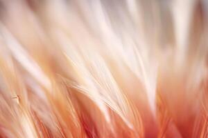 Pastel colored of chicken feathers in soft and blur style for the background photo