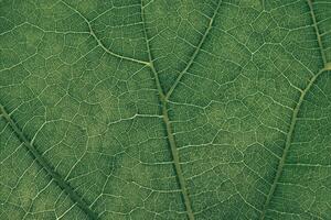 Close up green texture background. Cropped shot of green leaf textured. Abstract nature background pattrn for design. Macro photogrpaphy view. photo