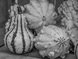 pumpkins in the german westphalia photo