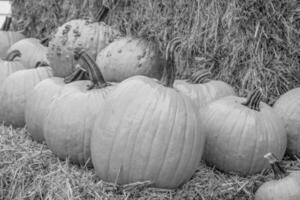 pumpkins in the german westphalia photo