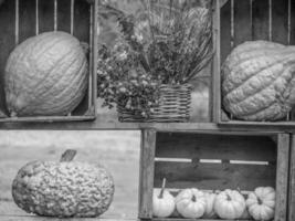 pumpkins in the german westphalia photo