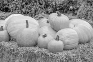 pumpkins in the german westphalia photo