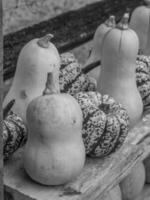 pumpkins in the german westphalia photo