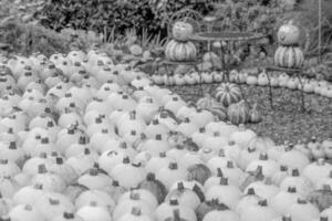 pumpkins in the german westphalia photo