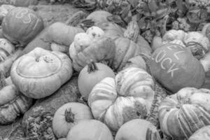 pumpkins in the german westphalia photo