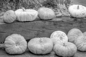 pumpkins in the german westphalia photo