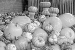 calabazas en el alemán Westfalia foto