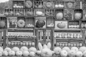 pumpkins in the german westphalia photo
