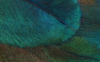 de cerca pavo real plumas ,hermoso fondo, fondo de pantalla, textura foto