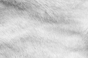 White fur fabric texture background photo