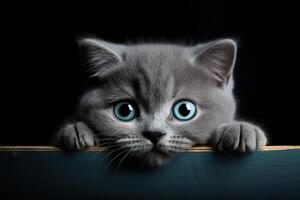 ai generado linda gris británico gatito con azul ojos echar un vistazo fuera de madera tablero en contra un negro antecedentes foto