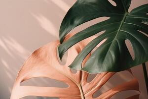 AI generated Green beige leaves of a monstera plant shade a peach colored wall photo