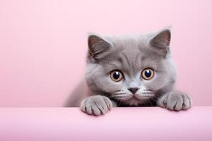 AI generated cute fat young gray british cat peeking out against a pale pink background photo