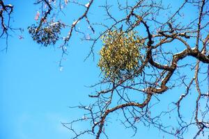 viscum álbum o muérdago es un semiparásito de varios árbol especies en invierno. foto