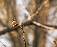 Fluffy magnolia buds on the branches. A genus of flowering plants in the family Magnoliaceae. photo