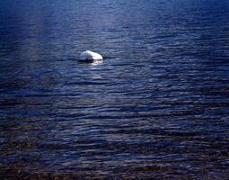 un blanco mudo cisne nada en el austriaco lago traunsee en enero. foto