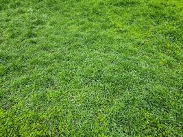 Fresh green grass in early spring. Green lawn background. photo