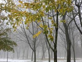 Fog in a city park. Sad autumn landscape. Fog means a change in weather. photo