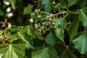 hiedra cerca el agustín cervecería Salsburgo en invierno. Hedera hojas en enero. foto