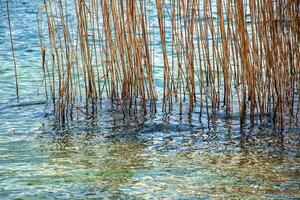 Yellowed reed plants on the banks of a Lake Traunsee. Sunny day. Winter. photo