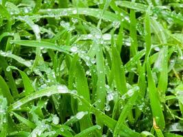 Fresh green grass with water drops close-up. Ross in the spring. photo