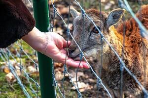 Close-up of hand feeding sheep. Mouflons on the territory of the Agricultural University of Nitra in Slovakia. photo