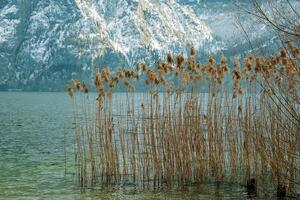 Yellowed reed plants on the banks of a Lake Traunsee. Sunny day. Winter. photo