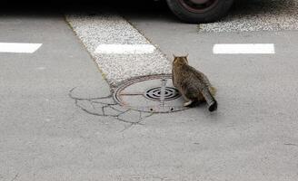 un atigrado gato se cuela a lo largo el pavimento con un escotilla. foto