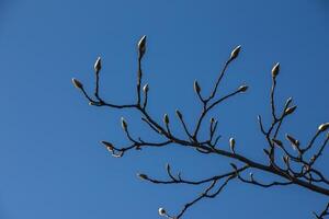 Fluffy magnolia buds on the branches. A genus of flowering plants in the family Magnoliaceae. photo