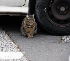 A striped cat sits under a car wheel. photo