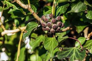 Ivy near the Augustiner brewery Salzburg in winter. Hedera leaves in January. photo