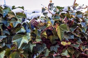 Ivy near the Augustiner brewery Salzburg in winter. Hedera leaves in January. photo