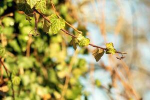 Ivy at Hohensalzburg Fortress in winter. Hedera leaves in January. photo