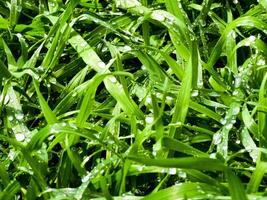 Fresh green grass with water drops close-up. Ross in the spring. photo