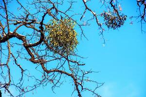 viscum álbum o muérdago es un semiparásito de varios árbol especies en invierno. foto