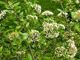 Flowers of a leatherleaf viburnum, Viburnum rhytidophyllum photo