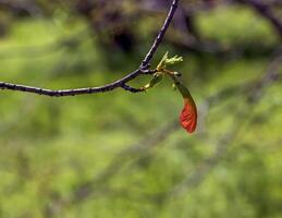 Leaves and seeds of the field maple or Acer campestre in early spring. photo