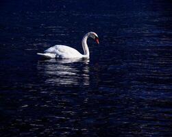 A white mute swan swims on the Austrian lake Traunsee in January. photo