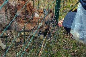 de cerca de mano alimentación oveja. muflones en el territorio de el agrícola Universidad de nitra en Eslovaquia. foto