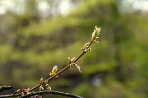 Leaves and seeds of the field maple or Acer campestre in early spring. photo