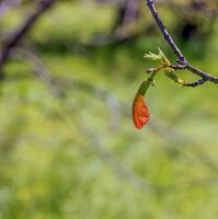 Leaves and seeds of the field maple or Acer campestre in early spring. photo