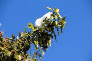 hiedra a Hohensalzburg fortaleza en invierno. Hedera hojas en enero. foto