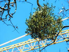 viscum álbum o muérdago es un semiparásito de varios árbol especies en invierno. foto