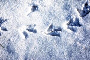 Footprints in the snow. Swan tracks on clean snow in the Alps. photo